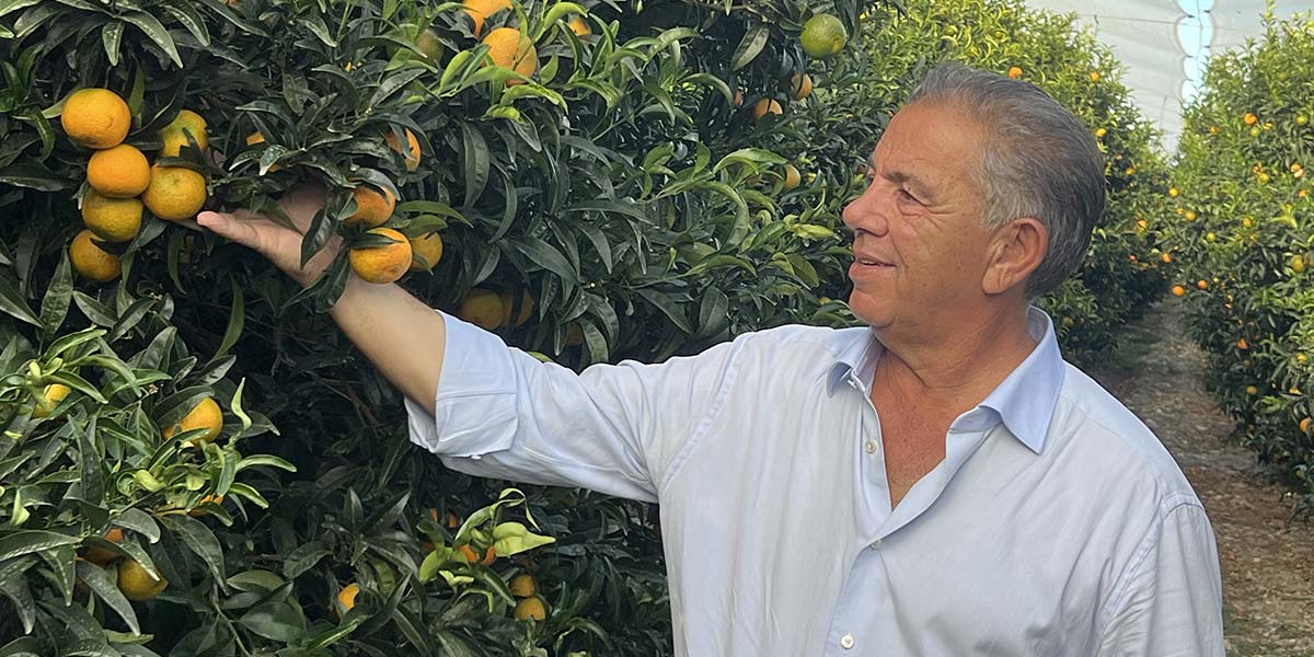 Agricor, ai blocchi di partenza la campagna delle Clementine di Calabria Igp